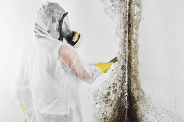 Crawl Space Mold Removal in Farr West, UT