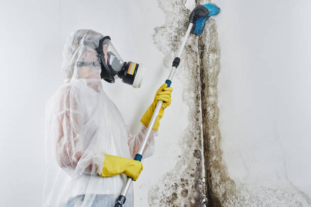 Best Mold Testing  in Farr West, UT
