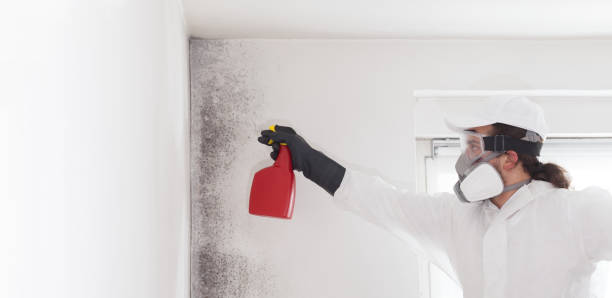 Best Mold Damage Repair  in Farr West, UT