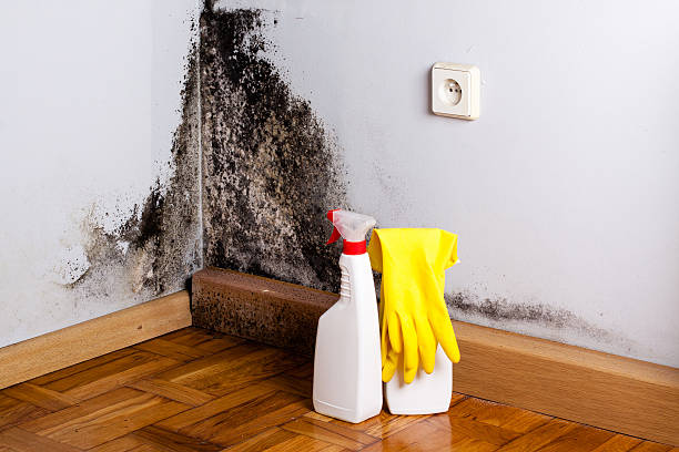 Best Affordable Mold Removal  in Farr West, UT