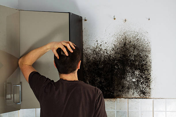 Best Residential Mold Removal  in Farr West, UT