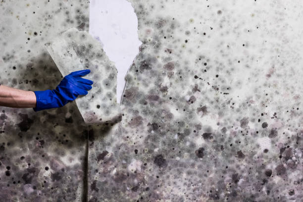 Best Toxic Mold Removal  in Farr West, UT