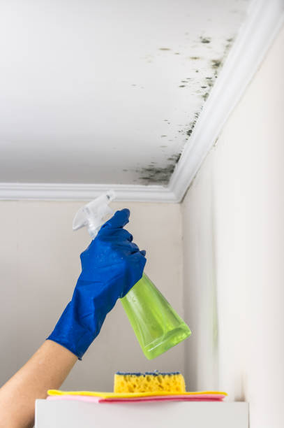 Best Mold Cleaning Services  in Farr West, UT